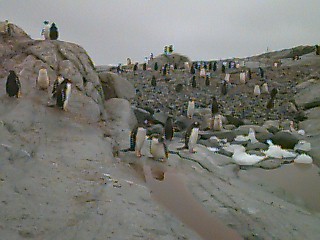 Gentoo penguin rookery at Peterson Island.