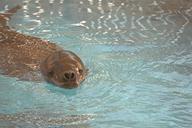 leopard seal